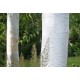 Бреза (Betula pendula Doorenbos) Бреза (Betula pendula Doorenbos)